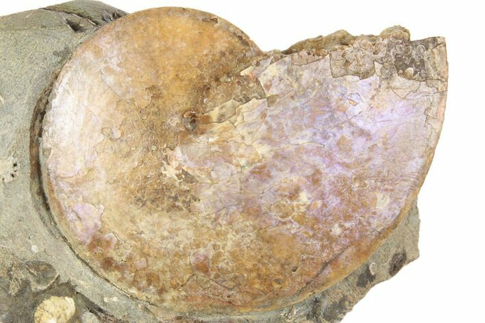 Iridescent Fossil Ammonite (Sphenodiscus) - South Dakota #189318